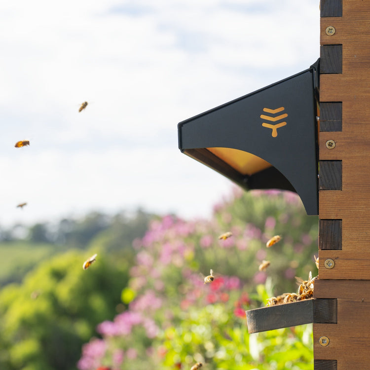 Deluxe Black Friday Bundle