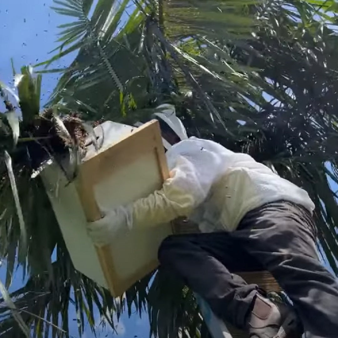 How to catch a bee swarm - Flow Hive UK