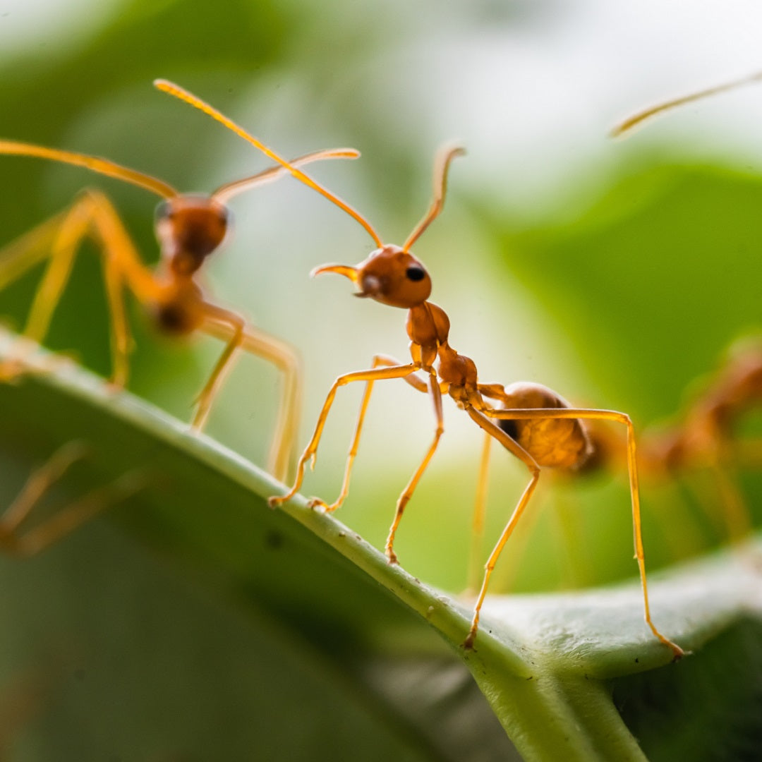 How to keep ants out of your hive
