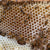 Honeybees on honeycomb