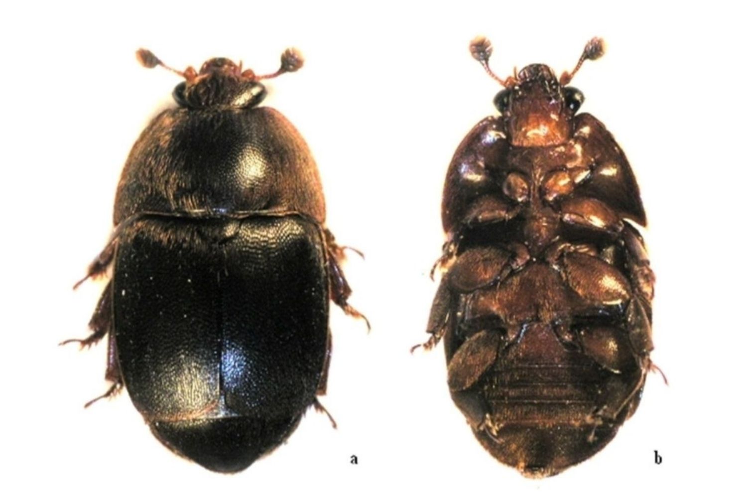 Small Hive Beetle Flow Hive UK